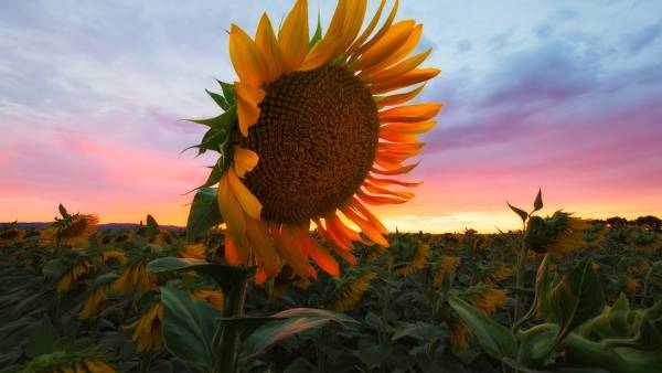 Sunflower at sunset