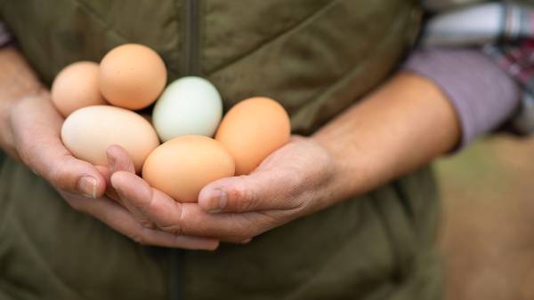 Farm Fresh Eggs